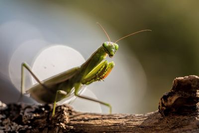 Close-up of insect