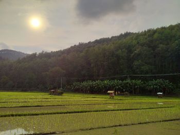 Scenic view of agricultural field against sky