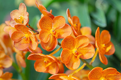 Close-up of orange flowering plant