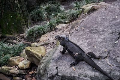 High angle view of lizard on rock