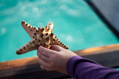 Hand holding a starfish near the sea.