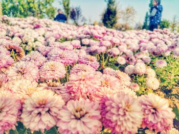 Close-up of pink flowering plants