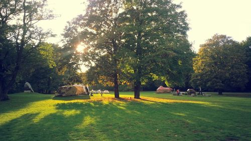 Trees on field against sky