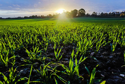 Scenic view of field against sky during sunset