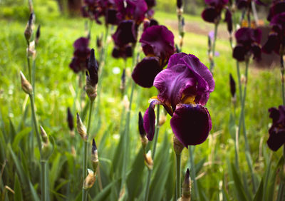 Close-up of purple flowering plants on field