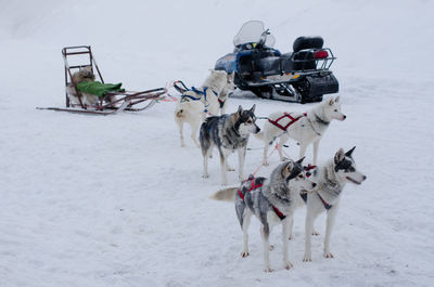 Sled dogs looking away