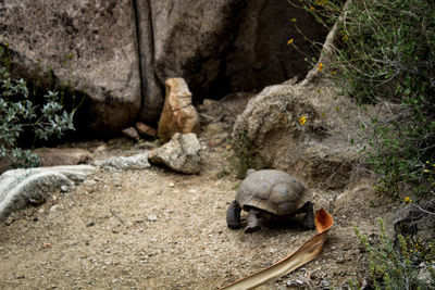 Close-up of tortoise on rock