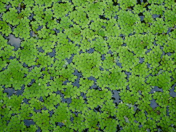 Full frame shot of leaves floating on field