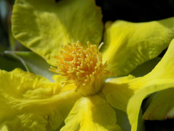 Close-up of yellow flowering plant