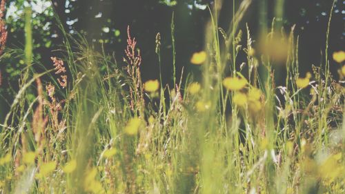 Plants growing on field