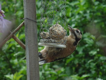 View of bird perching on branch