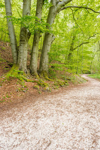 Trees growing in forest