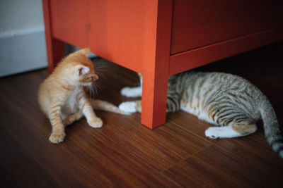 High angle view of cat on hardwood floor