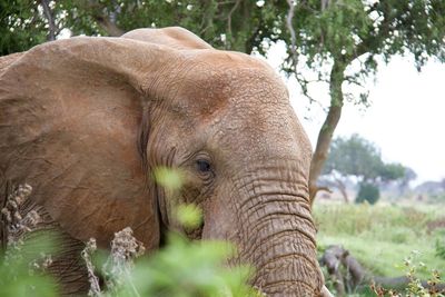 indian elephant