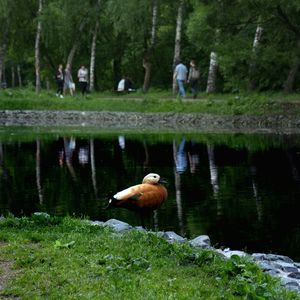 View of bird perching on ledge