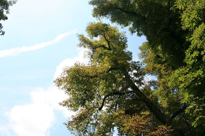 Low angle view of trees against sky