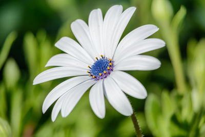 Close-up of white flower blooming outdoors
