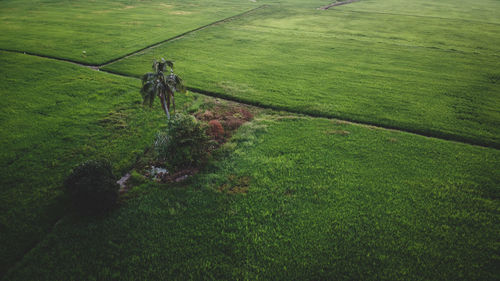 Rear view of man walking on green land