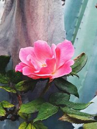 Close-up of pink flower blooming outdoors