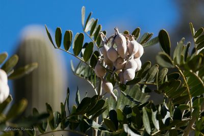 Close-up of flowers