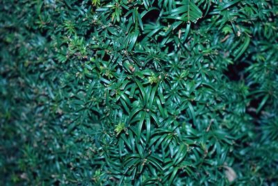 Full frame shot of fresh green plants