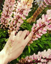 Close-up of hand touching pink flowers