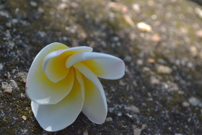 Close-up of frangipani blooming outdoors