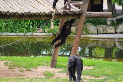 Chimpanzees playing in zoo