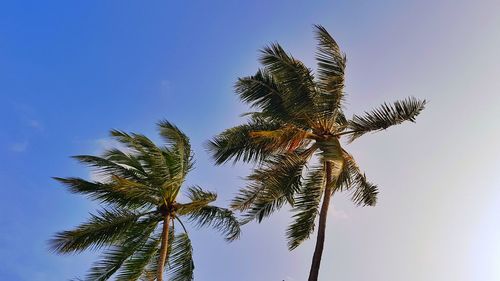 Low angle view of palm tree against clear blue sky