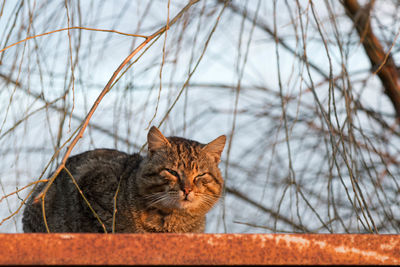 Stray cat on rusty metal against bare tree