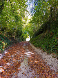 Dirt road amidst trees in forest