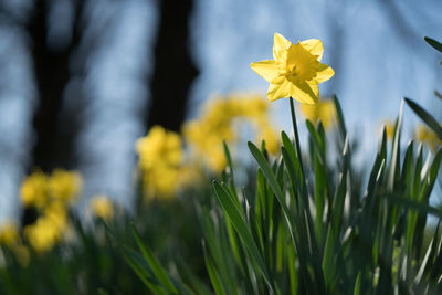 Close-up of yellow crocus blooming on field