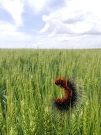 Insect on grass in field