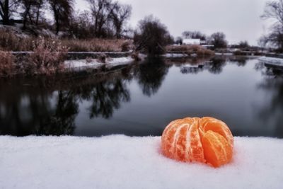 Snow covered plants by lake