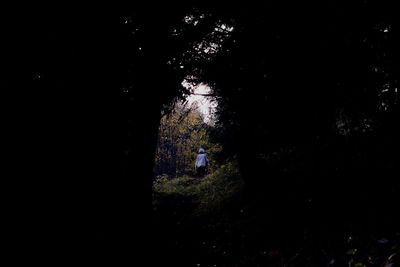 View of trees at night