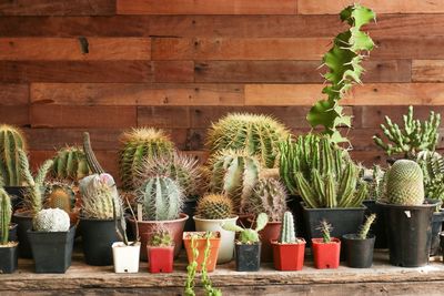 Potted plants at market stall