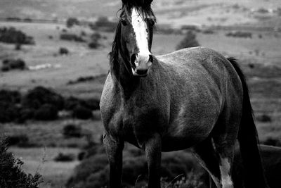 Alert horse standing on field