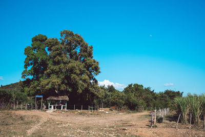 Trees on field against clear blue sky