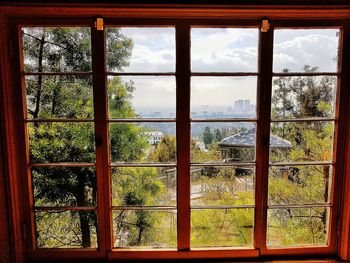 Trees seen through window