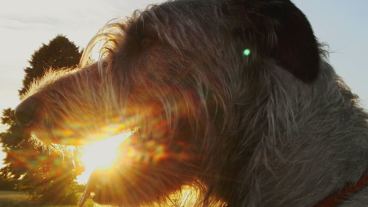 sun, lens flare, sunlight, low angle view, sunset, sunbeam, sky, clear sky, tree, nature, close-up, outdoors, headshot, silhouette, day, lifestyles, leisure activity, long hair