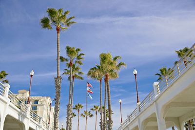 Low angle view of palm trees against sky