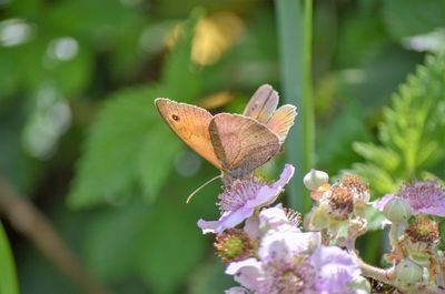 Close-up of butterfly pollinating on purple flower