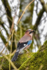 Close-up of bird perching on branch