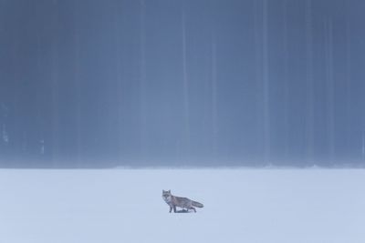 Close-up of bird on snow against sky