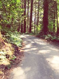 Road passing through forest