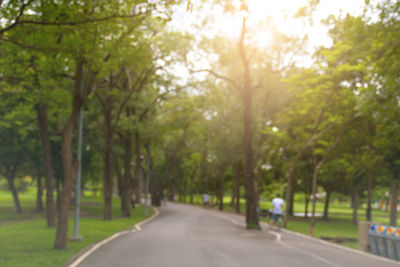 Road amidst trees in park