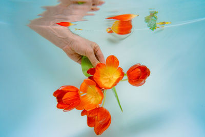 Person holding bouquet of tulip flowers underwater