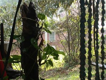 Close-up of tree in forest