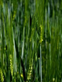 Close-up of fresh green grass