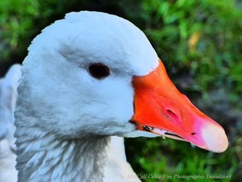 Close-up of swan